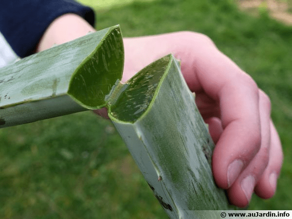 Des images de diffrentes plantes